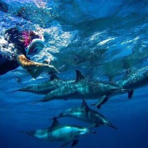 Chance to see wild dolphins